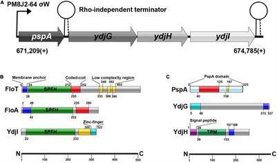 An Stomatin, Prohibitin, Flotillin, and HflK/C-Domain Protein Required to Link the Phage-Shock Protein to the Membrane in Bacillus subtilis